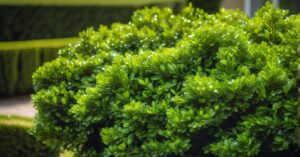 Szkodniki bukszpanu: Rozpoznanie, zwalczanie i kompleksowa ochrona