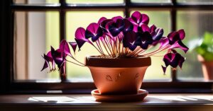 Szczawik: uprawa, pielęgnacja i odmiany Oxalis w doniczce