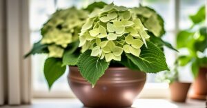 Choroby przelana hortensja: objawy, leczenie i regeneracja