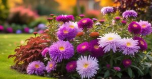 Astry wieloletnie: przewodnik po kwitnącym ogrodzie