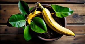 Nawóz z banana: Jak i do jakich roślin stosować skórki?