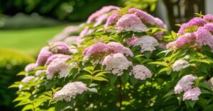 Tawuła japońska przycinanie: sekrety obfitego kwitnienia