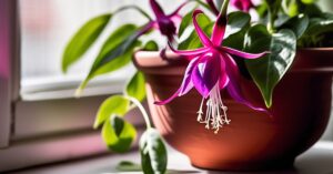 Fuksja kwiat doniczkowy: uprawa i pielęgnacja na balkonie i w ogrodzie