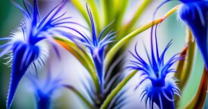 Oplątwa niebieskawa po przekwitnięciu: co dalej z tą rośliną?