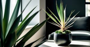 Czy juka jest trująca? Fakty o toksyczności dla ludzi i zwierząt.