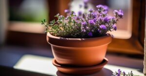 Jak wygląda tymianek? Rozpoznaj go po liściach, łodydze i kwiatach!